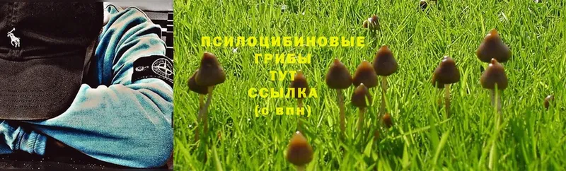 Галлюциногенные грибы MAGIC MUSHROOMS  где купить   Вуктыл 